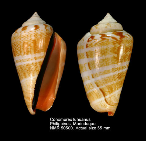 Conomurex luhuanus (14).jpg - Conomurex luhuanus (Linnaeus,1758)